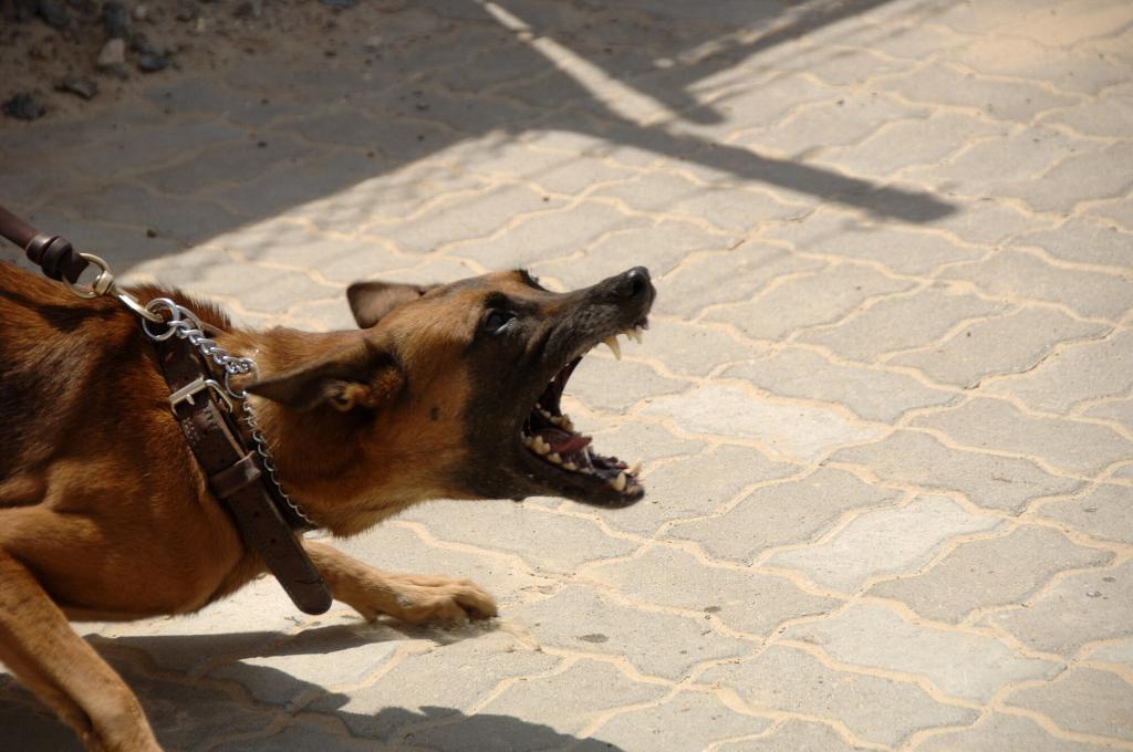 aggressive dog on leash